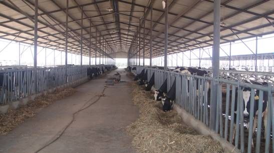 Livestock steel structure